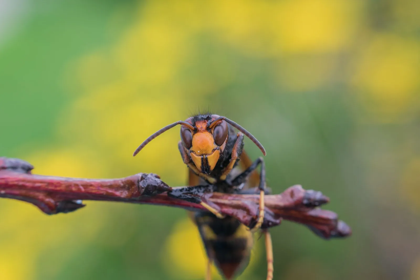 Frelon asiatique (Vespa velutina) sur une feuille