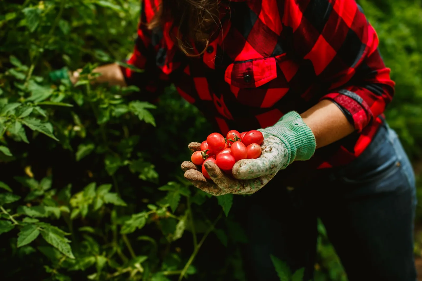 Jardin en pleine saison estivale