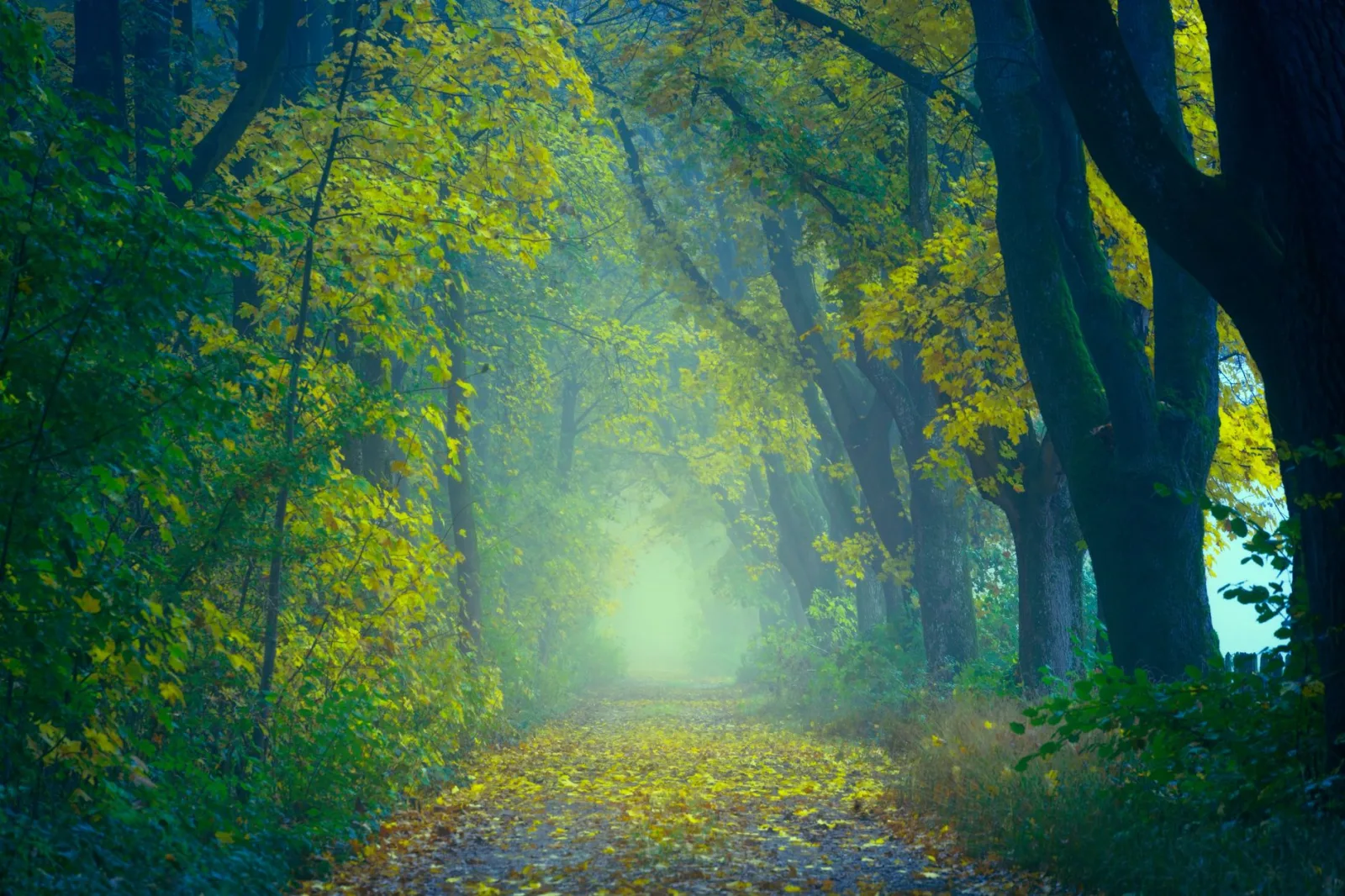 Chemin forestier en Alsace