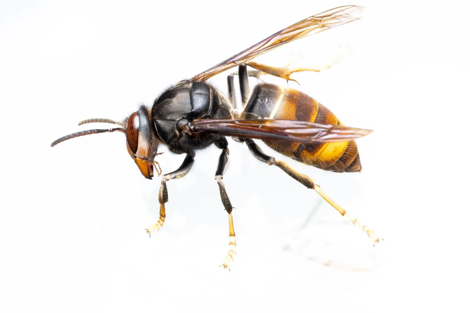 Frelon européen en gros plan