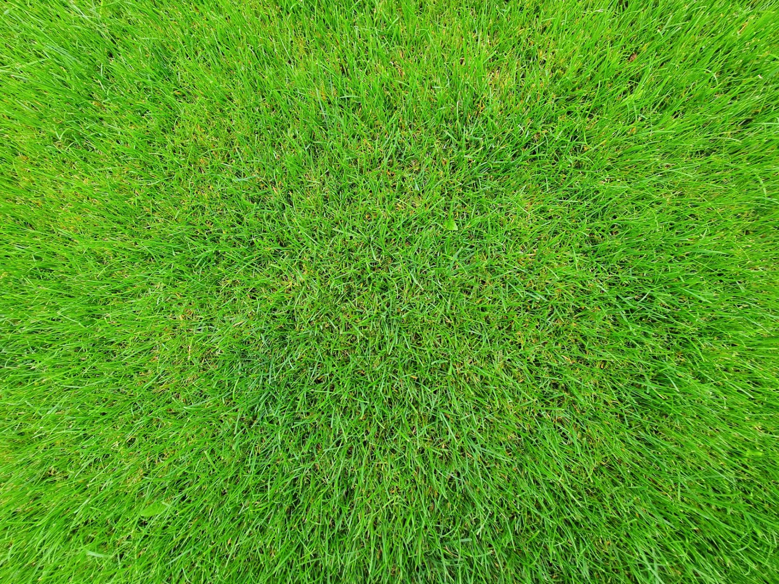 Pelouse de jardin en été