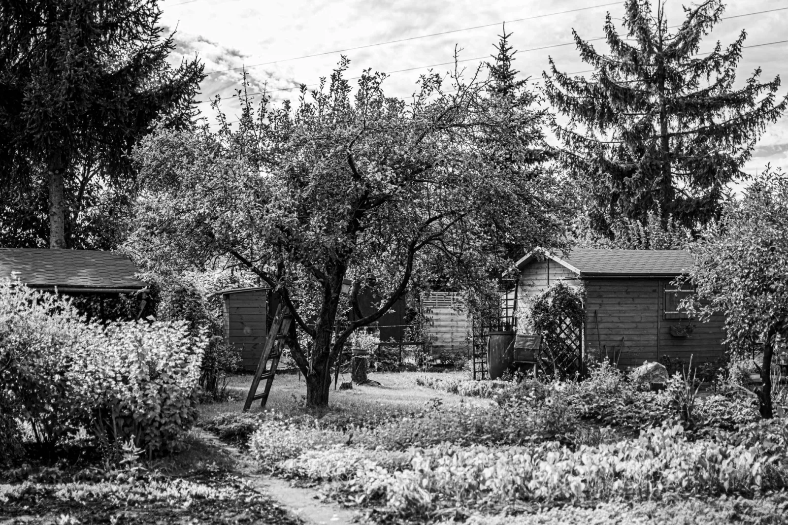 Abri de jardin en bois