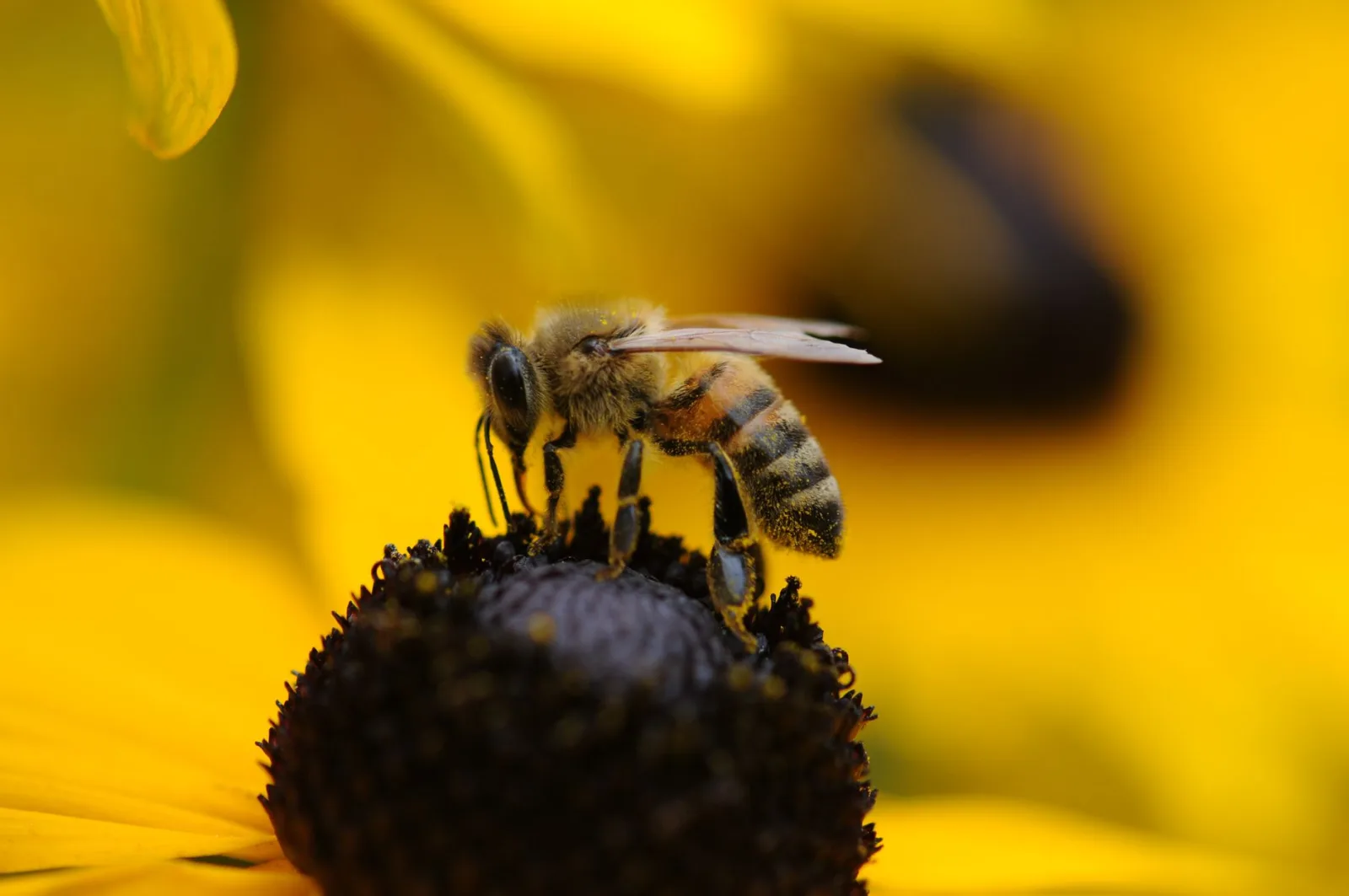 Main après une piqûre d'insecte