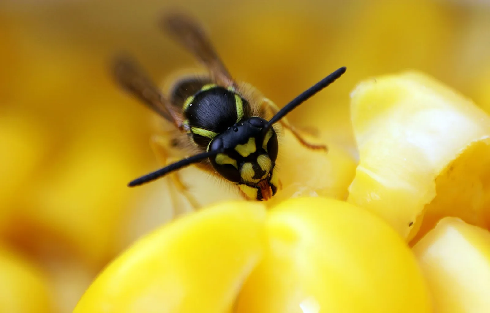 Guêpe commune en macro