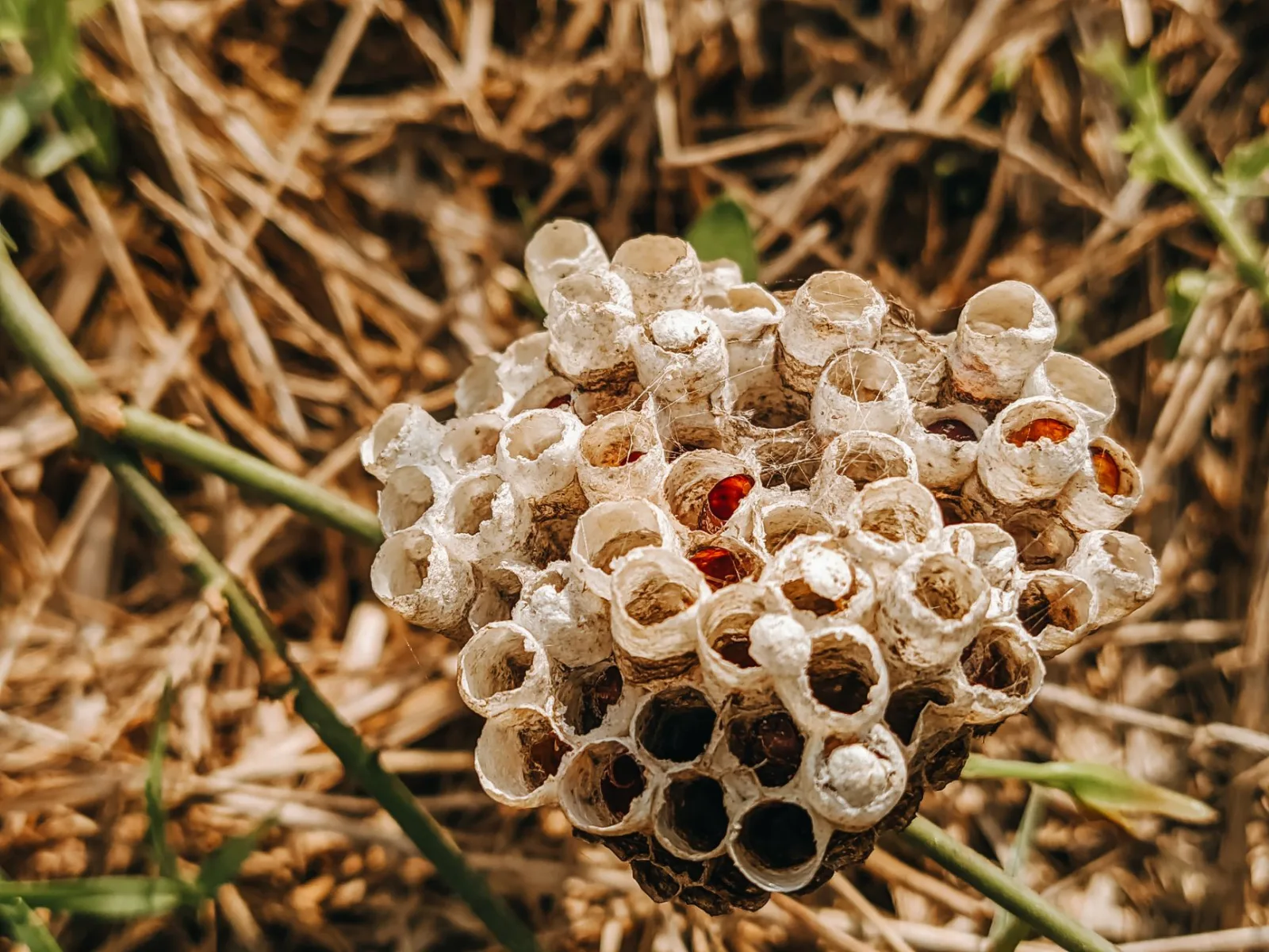 Nid de guêpes accroché sous une toiture